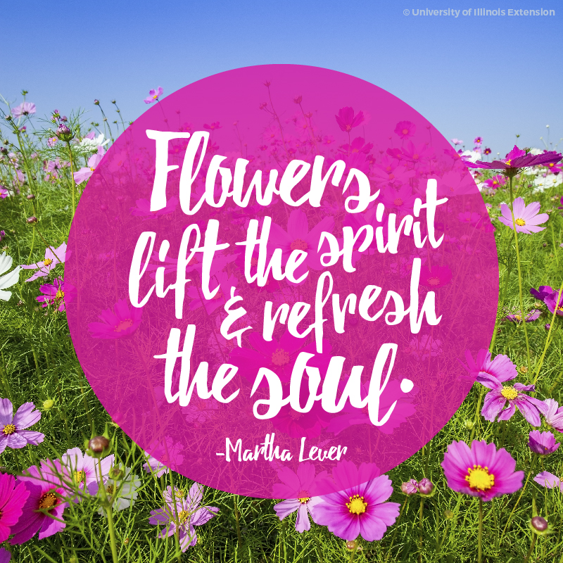 Martha Lever quote
